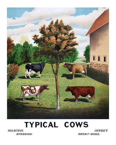 Typical Cows