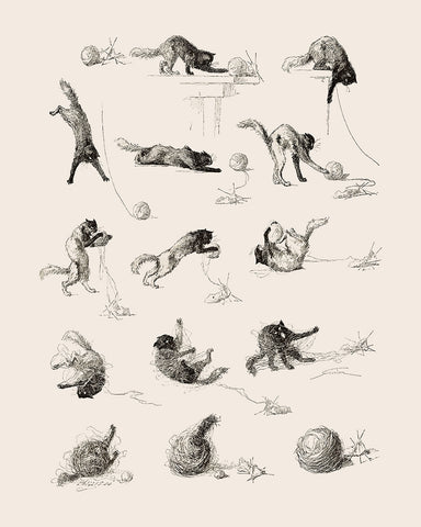 Cat Studies