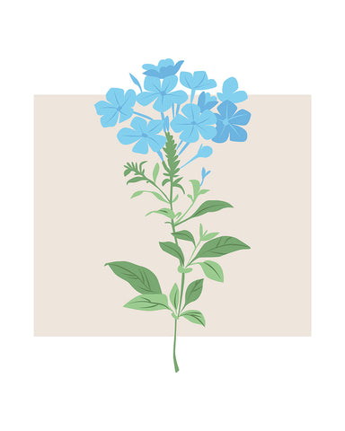 Plumbago Caerulea