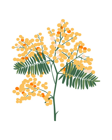 Mimosa Flower