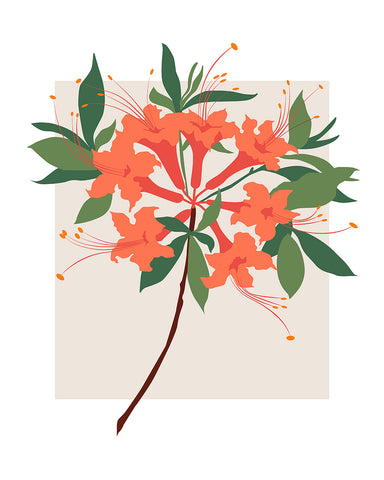 Red Azalea