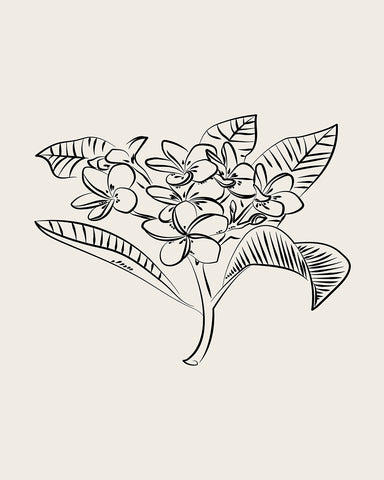 Plumeria Flower Sketch