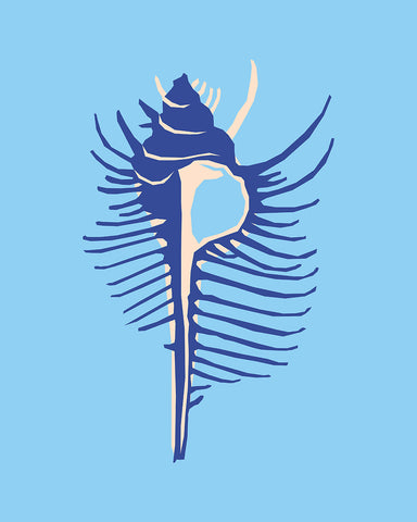 Murex Seashell