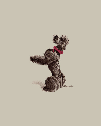 Vintage Poodle