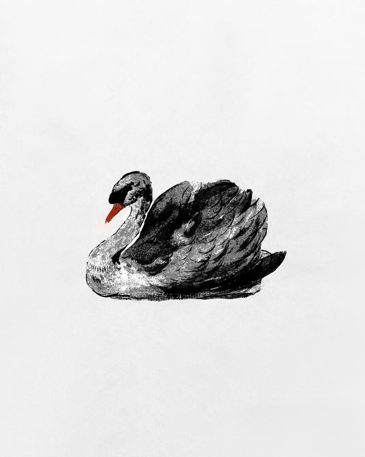 Swan Portrait No2