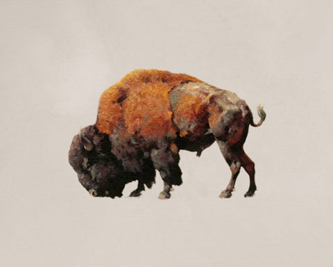 Bison Bull