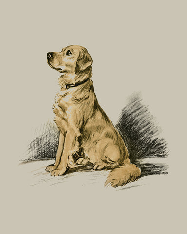Labrador Retriever No1