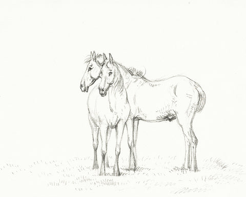 Two Horses Sketch