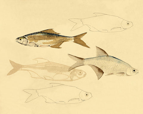Fish Sketch