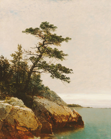 The Old Pine