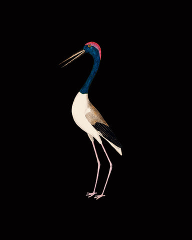 Crane Bird No1