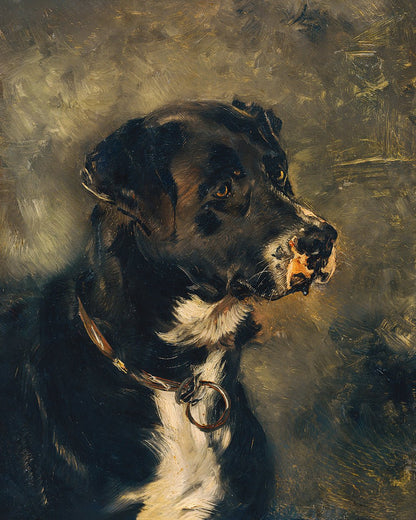 Head of A Butcher's Dog