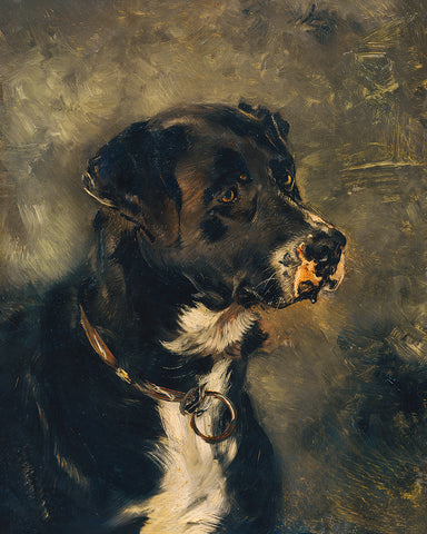Head of A Butcher's Dog