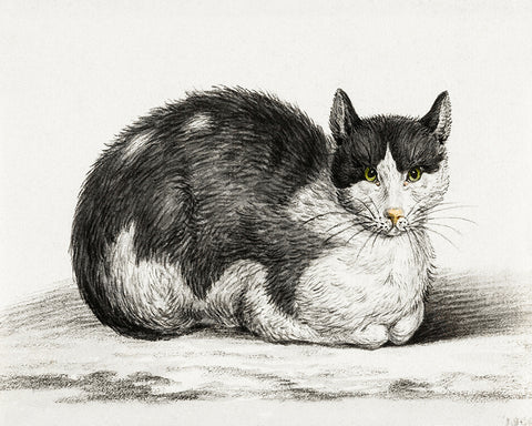 Lying Cat