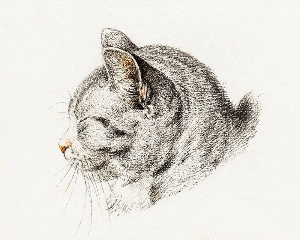 Sketch of A Cat – Poster Master