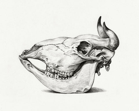 Cow Bone