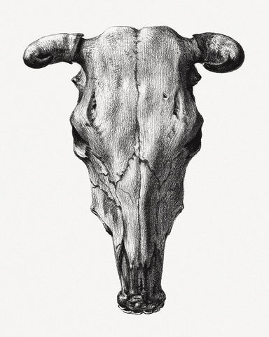 Cow Skull Portrait