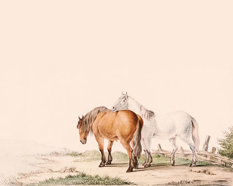 Brown and White Horse