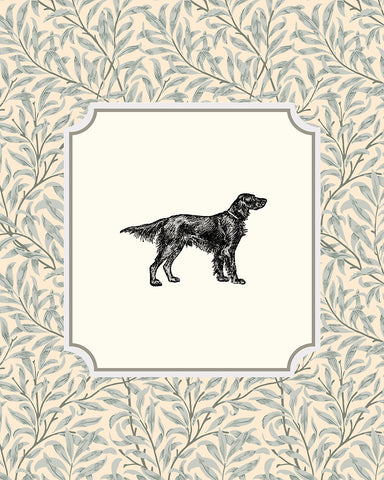 Irish Setter