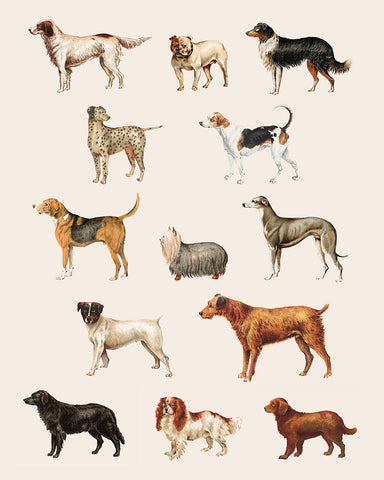 Dog Breeds