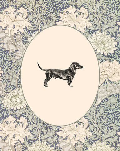 Dachshunds Portrait