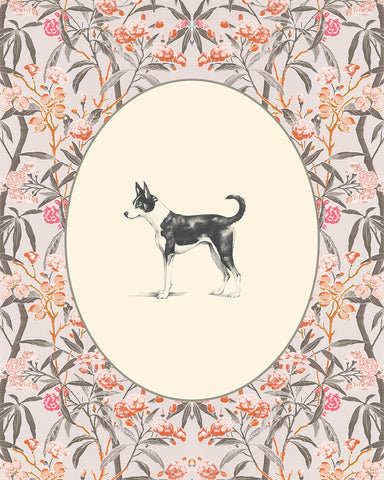 Basenji Portrait