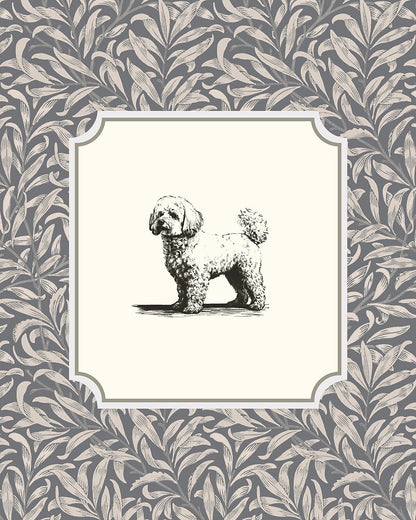 Bichon Frise