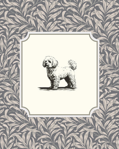 Bichon Frise