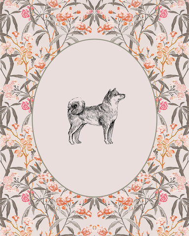 Shiba Inu Dog