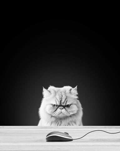 Angry Cat