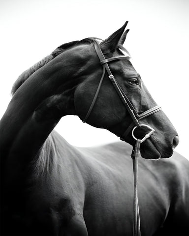 Horse Portrait No2