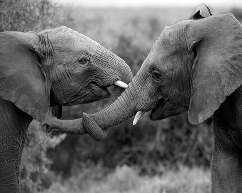 Caring Elephants