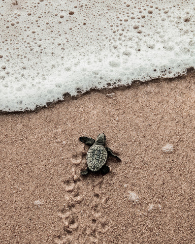 Crawling Baby Sea Turtle