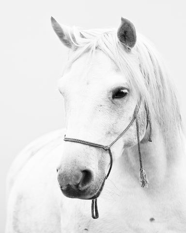 White Horse Portrait
