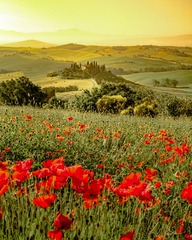Poppy Flower