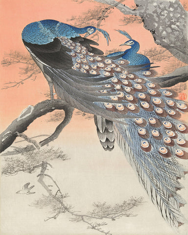 Ohara Koson - Two Peacocks No2