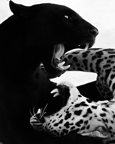 Wild Cats