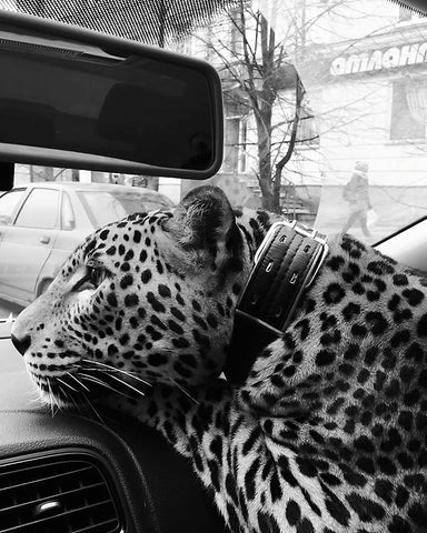 Cheetah in the Car