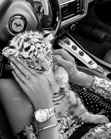 Baby Tiger in Car