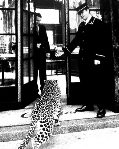 Panther in Fashion Boutique