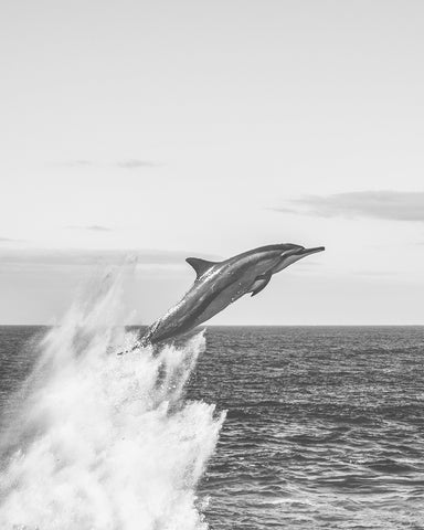 Jumping Dolphin
