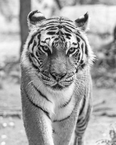 Tiger Portrait