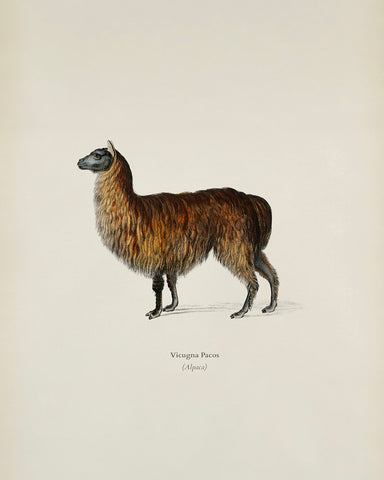 Alpaca Portrait