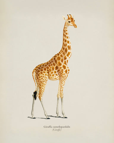 Giraffe Portrait No2