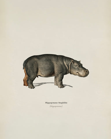 Hippopotamus Portrait