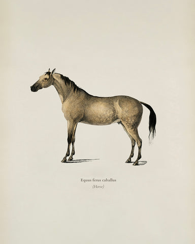 Horse Portrait No3