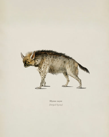 Striped Hyena