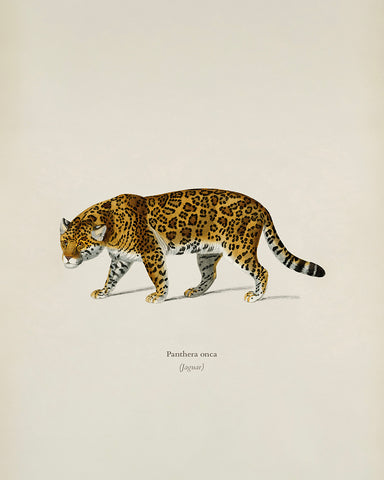 Panther Portrait