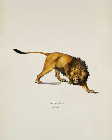 Lion Portrait