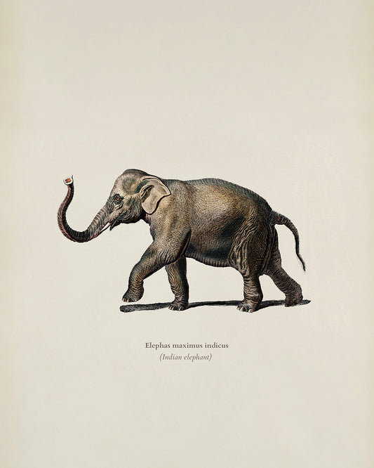 Unframed